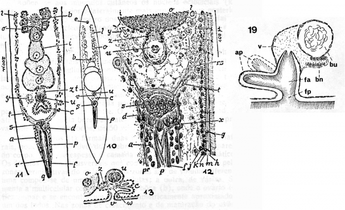 Childia etium