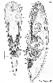 Acoelomorpha (acoelomorphs)