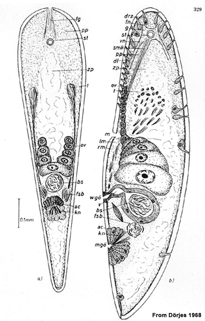 Childia gracilis
