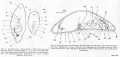 Acoelomorpha (acoelomorphs)