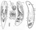 Acoelomorpha (acoelomorphs)