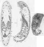 Childia trianguliferum
