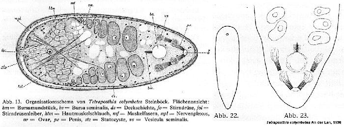 Tetraposthia colymbetes