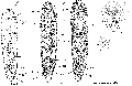 Acoelomorpha (acoelomorphs)