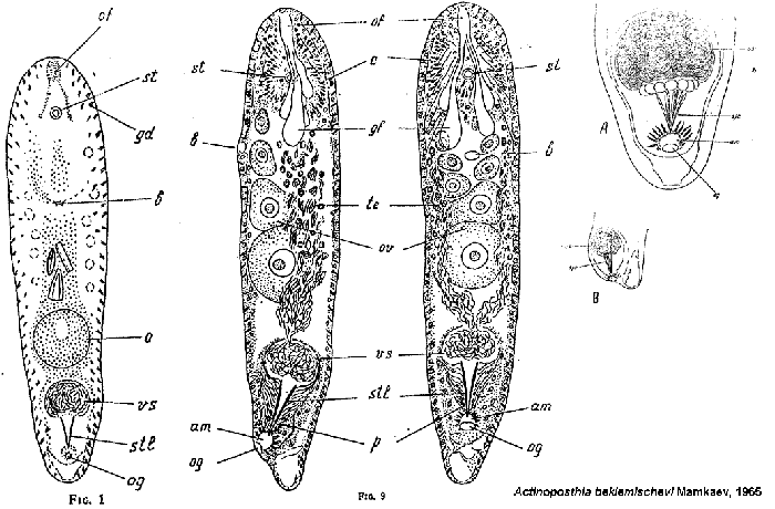 Actinoposthia beklemischevi