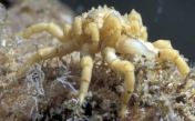 Pycnogonum litorale, male and female in copula, author: Richard Lord Pycnogonum litorale, male and female in copula, author: Richard Lord