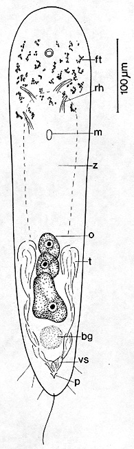 Actinoposthia biaculeata