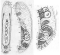 Acoelomorpha (acoelomorphs)