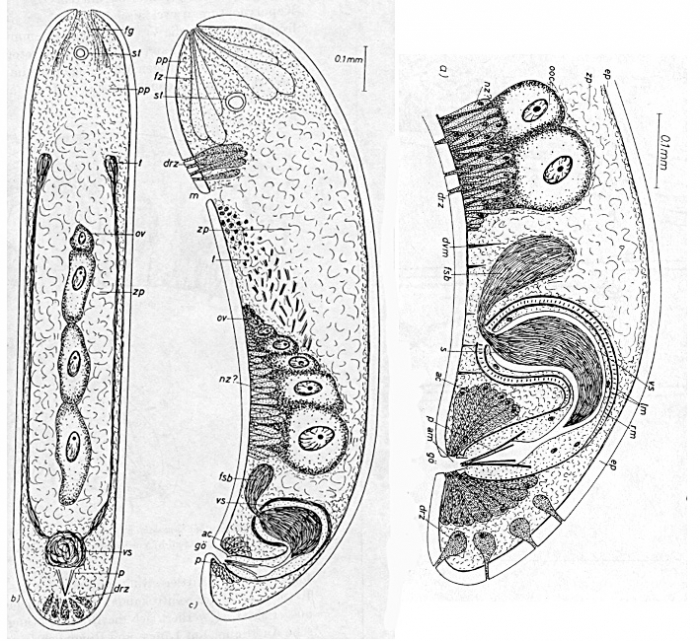 Childia haplovata