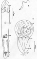 Acoelomorpha (acoelomorphs)