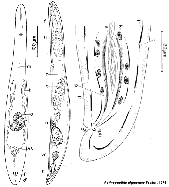 Actinoposthia pigmentea