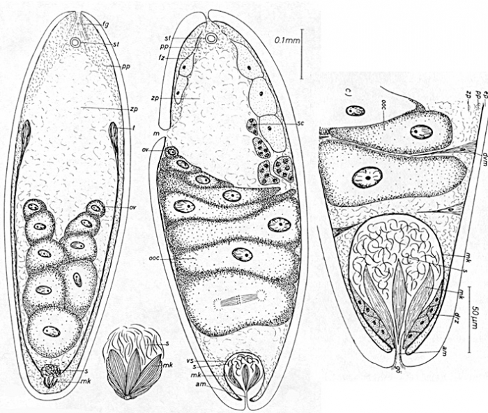 Paraproporus diovatus