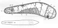 Acoelomorpha (acoelomorphs)