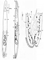 Paraproporus rosettiformis