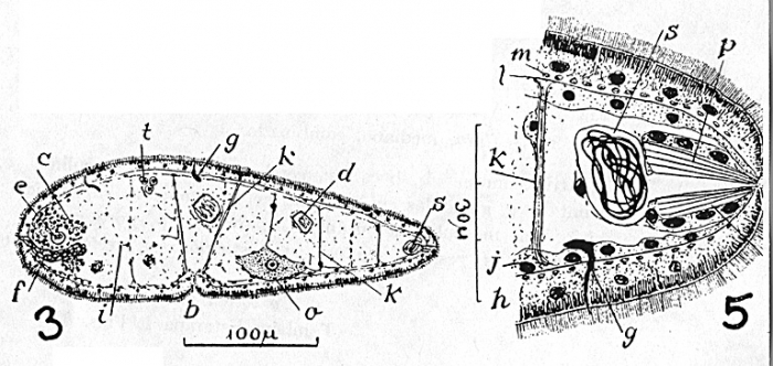 Paraproporus xanthus