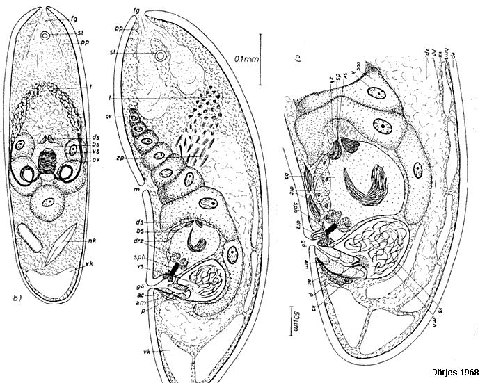 Archactinoposthia pelophila