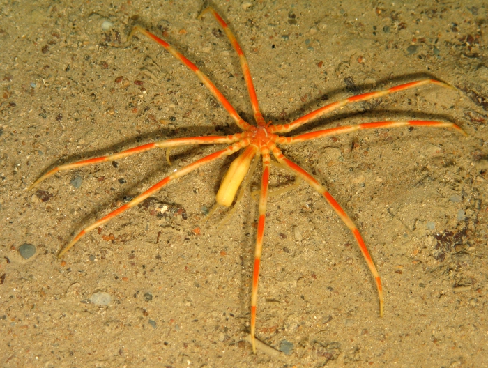 Colossendeis proboscidea Colossendeis proboscidea
