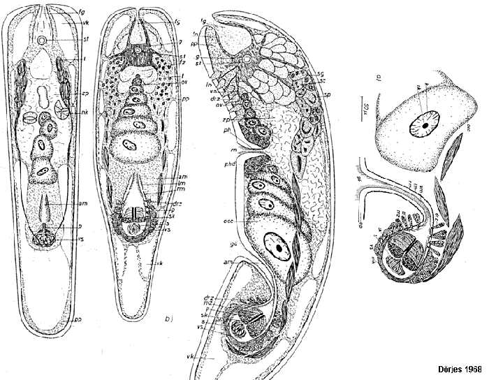 Atriofronta polyvacuola