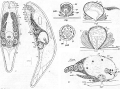 Acoelomorpha (acoelomorphs)