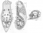 Pelophila pachymorpha