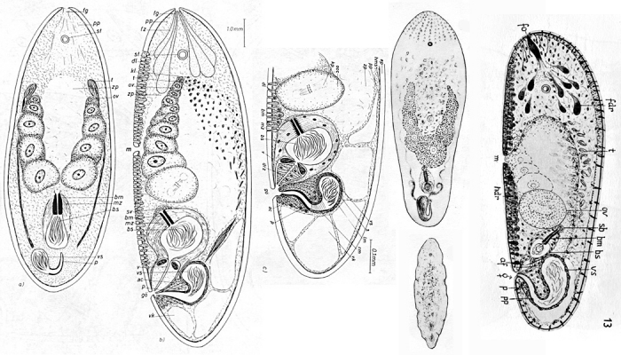 Philactinoposthia saliens