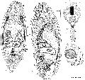 Acoelomorpha (acoelomorphs)