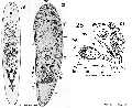 Acoelomorpha (acoelomorphs)