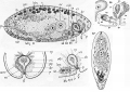 Acoelomorpha (acoelomorphs)