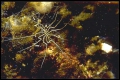 Chelicerata (sea spiders & mites)