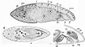 Acoelomorpha (acoelomorphs)