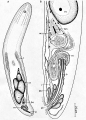 Acoelomorpha (acoelomorphs)