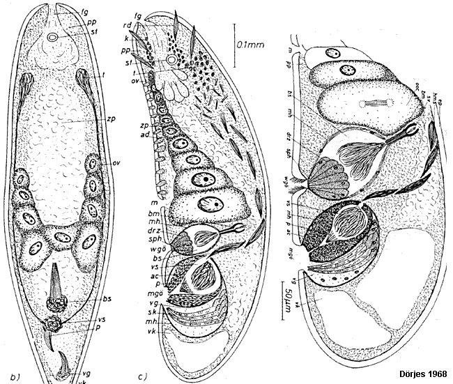Philactinoposthia viridis