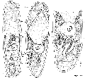 Acoelomorpha (acoelomorphs)