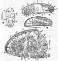 Acoelomorpha (acoelomorphs)