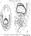 Acoelomorpha (acoelomorphs)