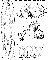 Acoelomorpha (acoelomorphs)