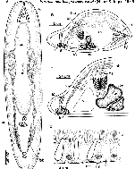 Paractinoposthia pseudovesicula