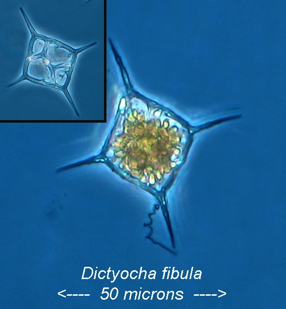 silcoflagellate silcoflagellate