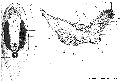 Acoelomorpha (acoelomorphs)