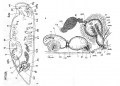 Acoelomorpha (acoelomorphs)