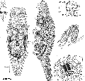 Acoelomorpha (acoelomorphs)