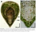 Acoelomorpha (acoelomorphs)