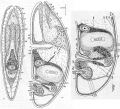 Acoelomorpha (acoelomorphs)