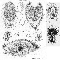 Acoelomorpha (acoelomorphs)