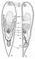 Acoelomorpha (acoelomorphs)