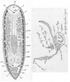 Acoelomorpha (acoelomorphs)