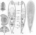 Acoelomorpha (acoelomorphs)