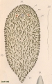 Acoelomorpha (acoelomorphs)