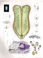 Amphiscolops cinereus