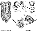 Acoelomorpha (acoelomorphs)